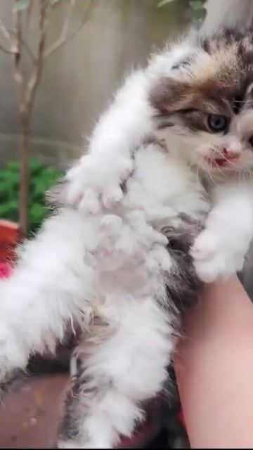 Mèo anh lông dài tai cụp. Mua bán Mèo tại Quận Hoàng Mai Hà Nội được đăng bởi Gia Linh hình 1