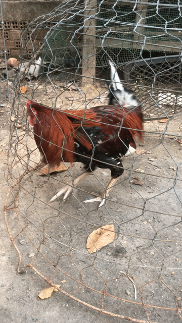 Gà chọi Nâu đen đực 2k9. Mua bán Gà tại Thị xã Tân Uyên Bình Dương được đăng bởi Thái Trần hình 1