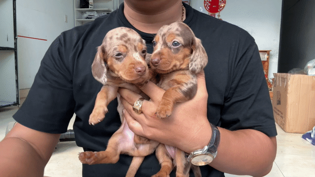 Chó Dachshund con non cả hai. Mua bán Chó tại Quận Liên Chiểu Đà Nẵng được đăng bởi V Petshop Đà Nẵng hình 1