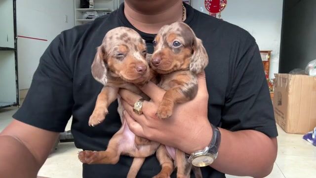 Chó Dachshund con non cả hai. Mua bán Chó tại Quận Liên Chiểu Đà Nẵng được đăng bởi V Petshop Đà Nẵng hình 1