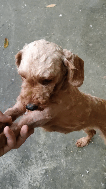 Chó Poodle cái trưởng thành. Mua bán Chó tại Huyện Thường Tín Hà Nội được đăng bởi duy khanh hình 1