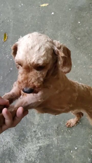 Chó Poodle cái trưởng thành. Mua bán Chó tại Huyện Thường Tín Hà Nội được đăng bởi duy khanh hình 1