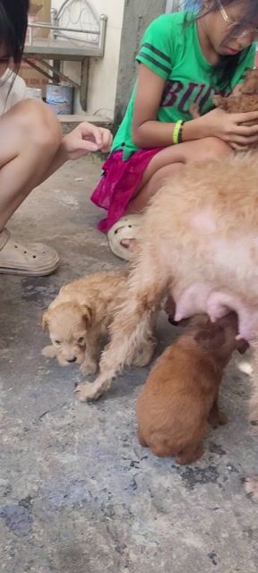Chó Poodle nhà đẻ giá hạt dẻ 1triệu8 1bé. Mua bán Chó tại Thành phố Thuận An Bình Dương được đăng bởi Thành hình 1