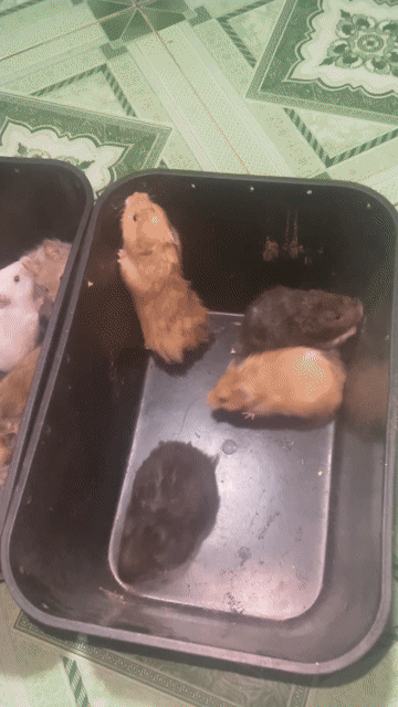 Chuột Hamster tạng to nhiều màu. Mua bán Thú cưng khác tại Huyện Cao Lãnh Đồng Tháp được đăng bởi Dien Tong hình 1