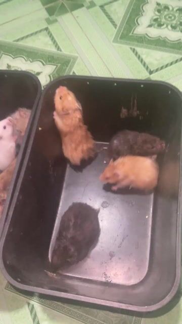 Chuột Hamster tạng to nhiều màu. Mua bán Thú cưng khác tại Huyện Cao Lãnh Đồng Tháp được đăng bởi Dien Tong hình 1