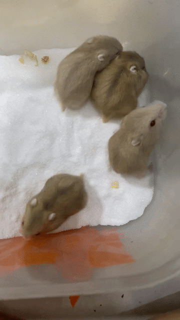 Hamster Winter White 3 tuần. Mua bán Thú cưng khác tại Quận Gò Vấp Tp Hồ Chí Minh được đăng bởi Mỹ Tiên Nguyễn hình 1