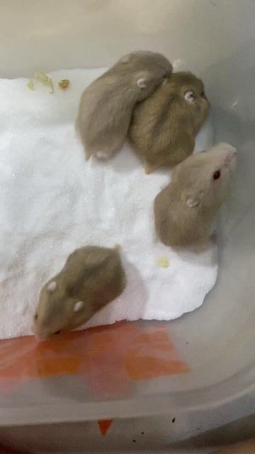 Hamster Winter White 3 tuần. Mua bán Thú cưng khác tại Quận Gò Vấp Tp Hồ Chí Minh được đăng bởi Mỹ Tiên Nguyễn hình 1