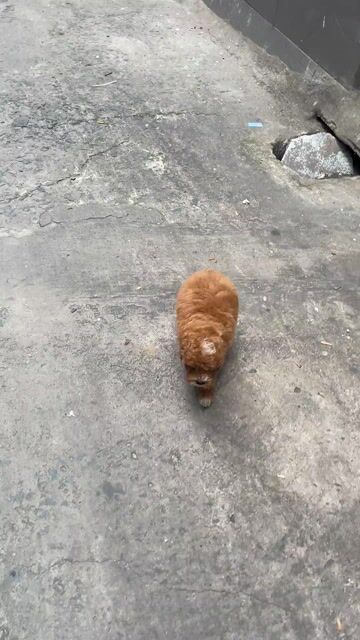 Chó Poodle thuần chủng đực gần 2 tháng. Mua bán Chó tại Quận Tân Phú Tp Hồ Chí Minh được đăng bởi Lê Vũ hình 1