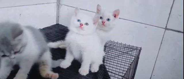 Mèo anh lông ngắn. Mua bán Mèo tại Huyện Tuy Đức Đắk Nông được đăng bởi mèo mun hình 1