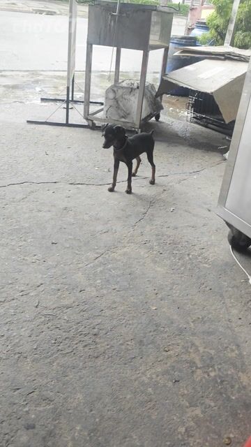 Chó Phốc Sóc Cái màu Đen vàng. Mua bán Chó tại Thành phố Dĩ An Bình Dương được đăng bởi lê thưởng hình 1