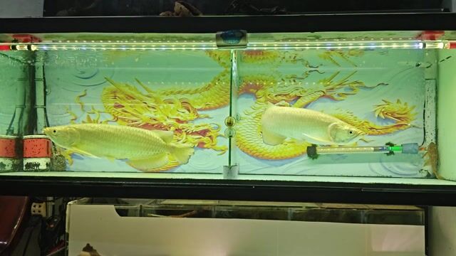Cá Kim Long Úc 30-40cm Vàng nhạt. Mua bán Thú cưng khác tại Huyện Trảng Bom Đồng Nai được đăng bởi Hải đăng hình 1