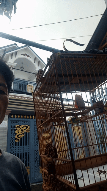 Chim bổi 3 mùa Đã thuần cả bộ . Mua bán Chim tại Thành phố Sóc Trăng Sóc Trăng được đăng bởi Thuần hình 1