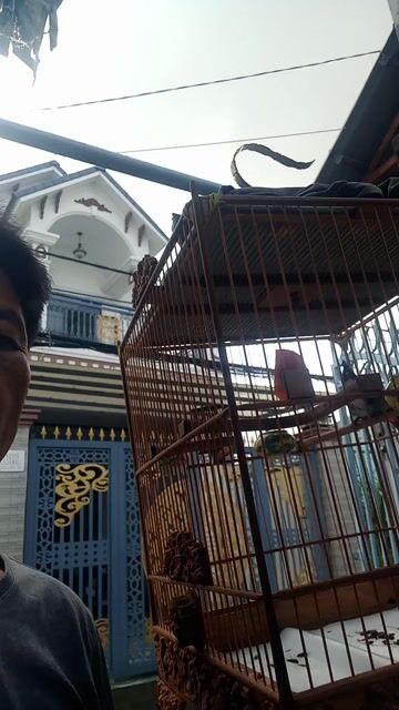 Chim bổi 3 mùa Đã thuần cả bộ . Mua bán Chim tại Thành phố Sóc Trăng Sóc Trăng được đăng bởi Thuần hình 1