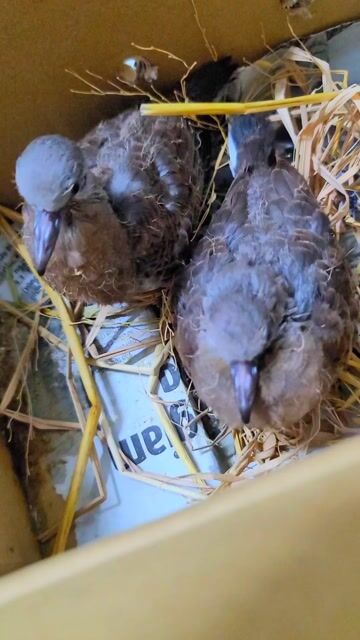 cu thái tốc độ. Mua bán Chim tại Huyện Cần Đước Long An được đăng bởi binh hình 1