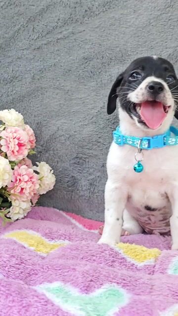 Trai Nhật F lanh chào sen yêu ạ😚😚😚. Mua bán Chó tại Huyện Hóc Môn Tp Hồ Chí Minh được đăng bởi Smile Pet hình 1