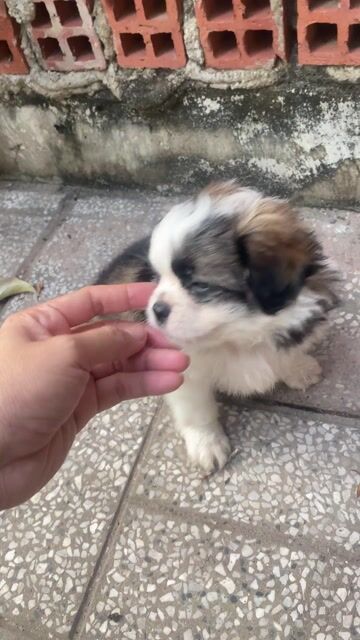 Chó Nhật 2 tháng. Mua bán Chó tại Thành phố Tây Ninh Tây Ninh được đăng bởi  NgânTN hình 1