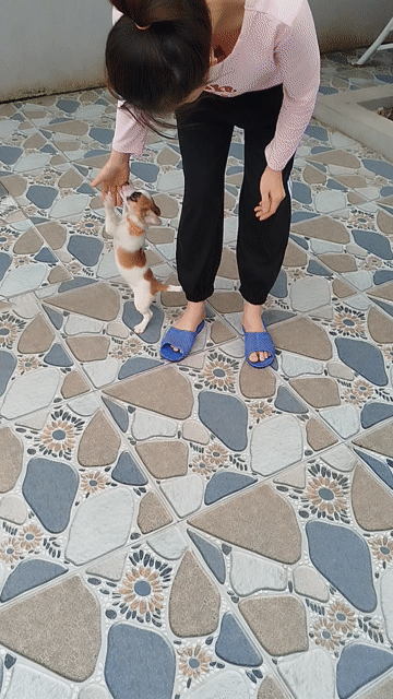 Chó tiêm 1 mũi 5 bệnh.2 mũi 7benh.nhanh nhẹn.khoe. Mua bán Chó tại Huyện Vĩnh Lộc Thanh Hóa được đăng bởi Dung Pham hình 1