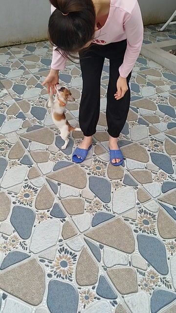 Chó tiêm 1 mũi 5 bệnh.2 mũi 7benh.nhanh nhẹn.khoe. Mua bán Chó tại Huyện Vĩnh Lộc Thanh Hóa được đăng bởi Dung Pham hình 1