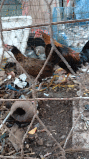 Cặp gà tre mỹ. Mua bán Gà tại Quận Bình Thuỷ Cần Thơ được đăng bởi Trần Văn Tuấn hình 1