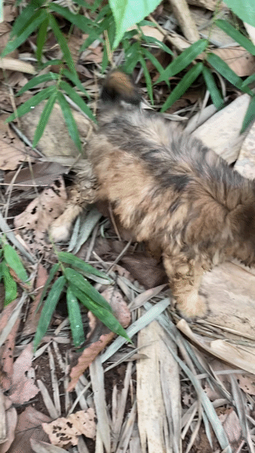 Poodle lai nhật. Mua bán Chó tại Thị xã Phú Mỹ Bà Rịa - Vũng Tàu được đăng bởi Thiện Phước hình 1