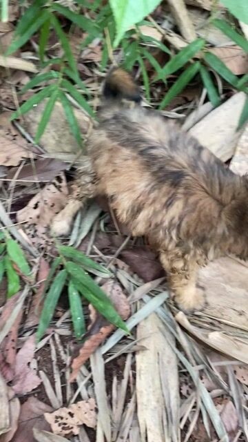 Poodle lai nhật. Mua bán Chó tại Thị xã Phú Mỹ Bà Rịa - Vũng Tàu được đăng bởi Thiện Phước hình 1