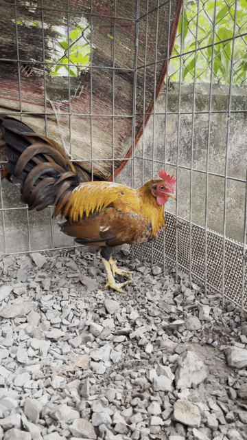 Gà chọi Cuban. Mua bán Gà tại Thành phố Mỹ Tho Tiền Giang được đăng bởi Hoà Jap lai hình 1