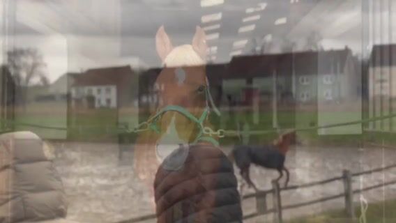 Ostéopathe animalier