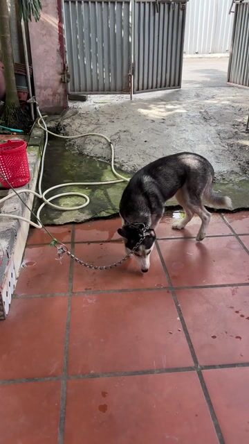 Chó Husky cái 9 tháng. Mua bán Chó tại Quận Cầu Giấy Hà Nội được đăng bởi chín hình 1