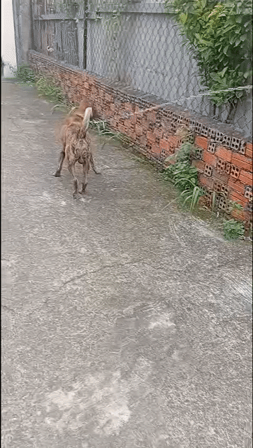 Chó Phú Quốc Vện lửa Đực Năng động. Mua bán Chó tại Thành phố Thủ Đức Tp Hồ Chí Minh được đăng bởi Oanh Duong hình 1