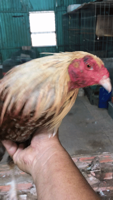 Gà chọi 1.55kg nhiều màu. Mua bán Gà tại Quận 8 Tp Hồ Chí Minh được đăng bởi trần tiểu Long hình 1