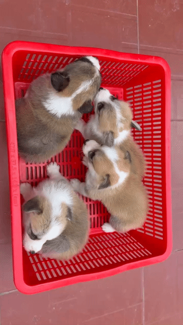 Chó Corgi Đà Nẵng đã tiêm vacxin. Mua bán Chó tại Quận Thanh Khê Đà Nẵng được đăng bởi Thy Thy hình 1