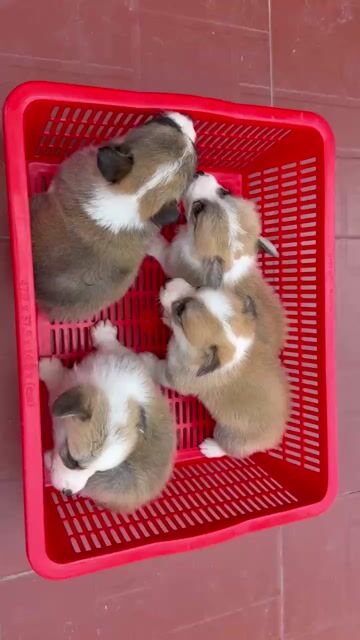 Chó Corgi Đà Nẵng đã tiêm vacxin. Mua bán Chó tại Quận Thanh Khê Đà Nẵng được đăng bởi Thy Thy hình 1