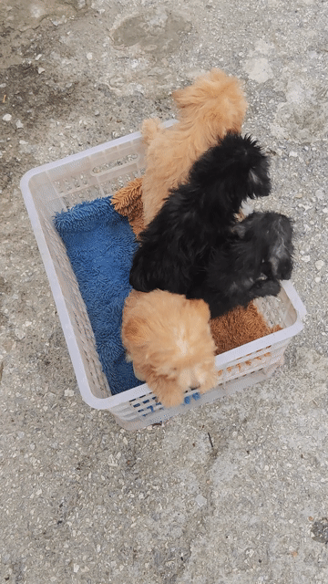 Chó Doodle nhiều màu 2 tháng. Mua bán Chó tại Huyện Đan Phượng Hà Nội được đăng bởi Anh hình 1