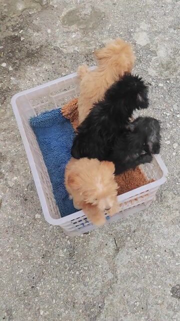 Chó Doodle nhiều màu 2 tháng. Mua bán Chó tại Huyện Đan Phượng Hà Nội được đăng bởi Anh hình 1