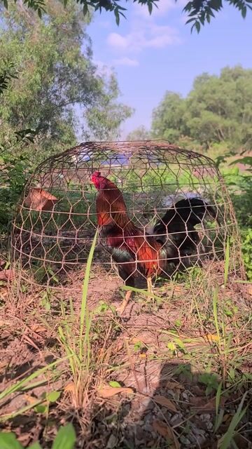 Gà chọi Điều vàng Đực 2.4kg. Mua bán Gà tại Huyện Củ Chi Tp Hồ Chí Minh được đăng bởi huy hình 1