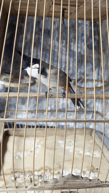 Chim chào mào khỏe mạnh. Mua bán Chim tại Huyện Đan Phượng Hà Nội được đăng bởi Hữu Chiến hình 1