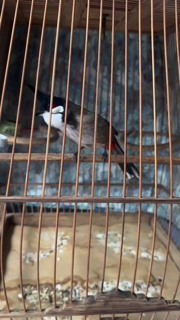 Chim chào mào khỏe mạnh. Mua bán Chim tại Huyện Đan Phượng Hà Nội được đăng bởi Hữu Chiến hình 1