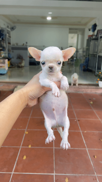 Chó Chihuahua trắng kem 2 tháng đã tiêm. Mua bán Chó tại Quận Thanh Khê Đà Nẵng được đăng bởi phuong thảo  hình 1