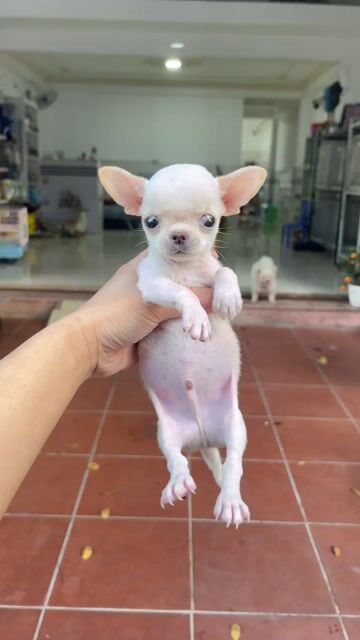 Chó Chihuahua trắng kem 2 tháng đã tiêm. Mua bán Chó tại Quận Thanh Khê Đà Nẵng được đăng bởi phuong thảo  hình 1