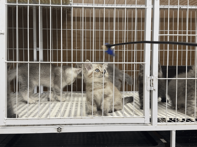 Mèo Anh từ 1,3-1,9. Mua bán Mèo tại Thành phố Thủ Đức Tp Hồ Chí Minh được đăng bởi Viet Meow 233a Dương Đình Hội Q9 hình 1