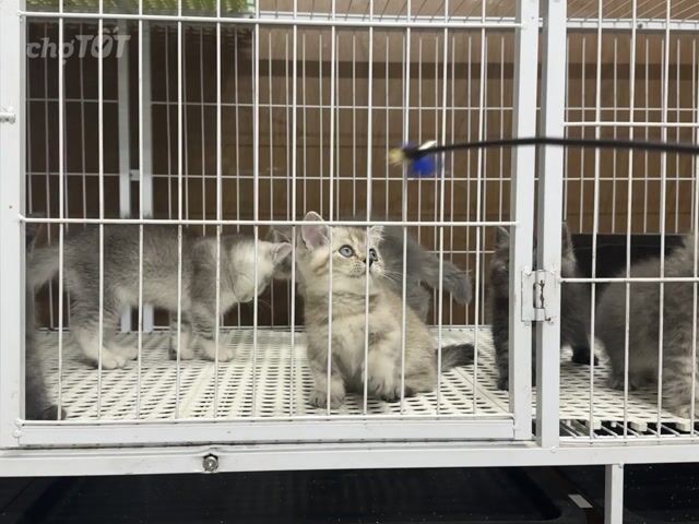 Mèo Anh từ 1,3-1,9. Mua bán Mèo tại Thành phố Thủ Đức Tp Hồ Chí Minh được đăng bởi Viet Meow 233a Dương Đình Hội Q9 hình 1