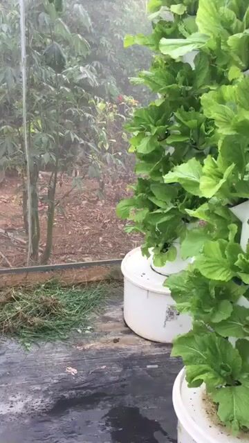 Khóa học Trồng rau. Dịch vụ tại Thành phố Biên Hòa Đồng Nai được đăng bởi Văn Viết Phú hình 1