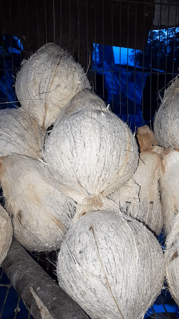 Dừa bung làm bánh, nấu chè. Mua bán Đồ ăn, thực phẩm và các loại khác tại Thành phố Phan Rang-Tháp Chàm Ninh Thuận được đăng bởi Philong hình 1