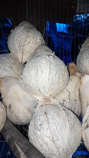 Dừa bung làm bánh, nấu chè. Mua bán Đồ ăn, thực phẩm và các loại khác tại Thành phố Phan Rang-Tháp Chàm Ninh Thuận được đăng bởi Philong hình 1