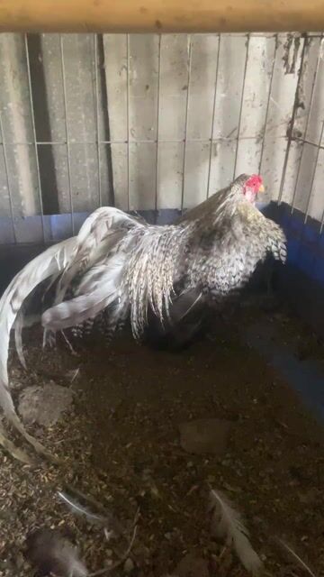 Gà tre kiểng Trắng 6 tháng Có râu. Mua bán Gà tại Quận Bình Tân Tp Hồ Chí Minh được đăng bởi Trần vũ trí  hình 1