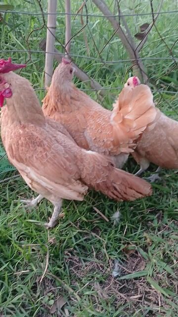 Gà Vảy cá 1 trống 2 mái Vàng. Mua bán Gà tại Huyện Đức Hòa Long An được đăng bởi trantu hình 1