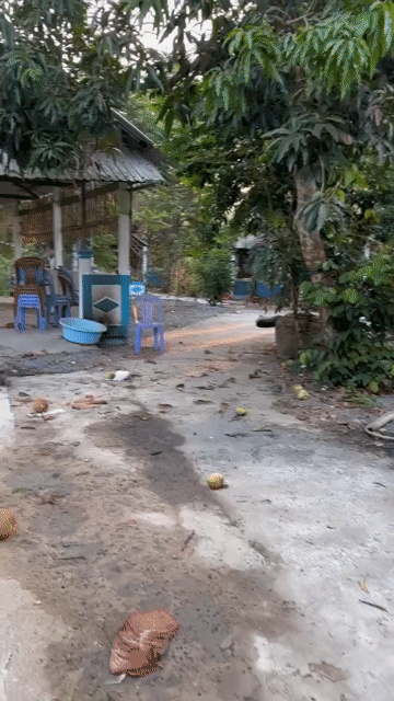 Mua bán Đất Huyện Càng Long Trà Vinh diện tích 1830 m² giá 6 tỷ