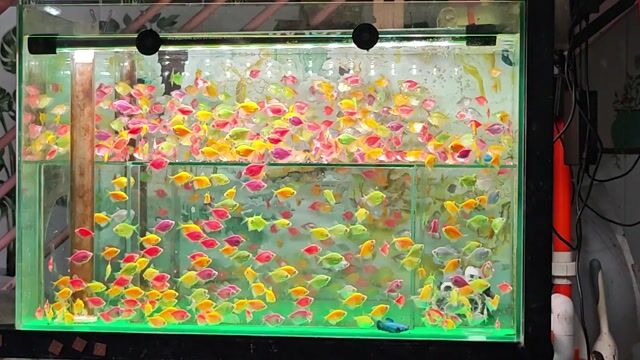 Cá cảnh cánh buồm nhiều màu. Mua bán Thú cưng khác tại Quận Gò Vấp Tp Hồ Chí Minh được đăng bởi Cá Vàng Oranda và Ranchu hình 1