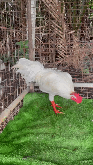 Gà chọi Úa thai mỹ 2k3 zin tay tốt còn lên. Mua bán Gà tại Quận 6 Tp Hồ Chí Minh được đăng bởi A Tài Gà đá Miền Tây 1 hình 1