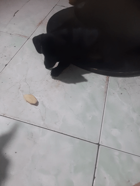 Chó con giống nhỏ đen cả hai. Mua bán Chó tại Quận 12 Tp Hồ Chí Minh được đăng bởi Cuoi Cung Rồi Se Di Ve Dau hình 1